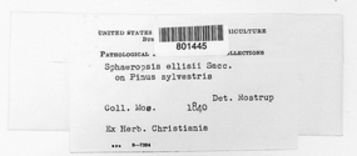 Sphaeropsis sapinea image